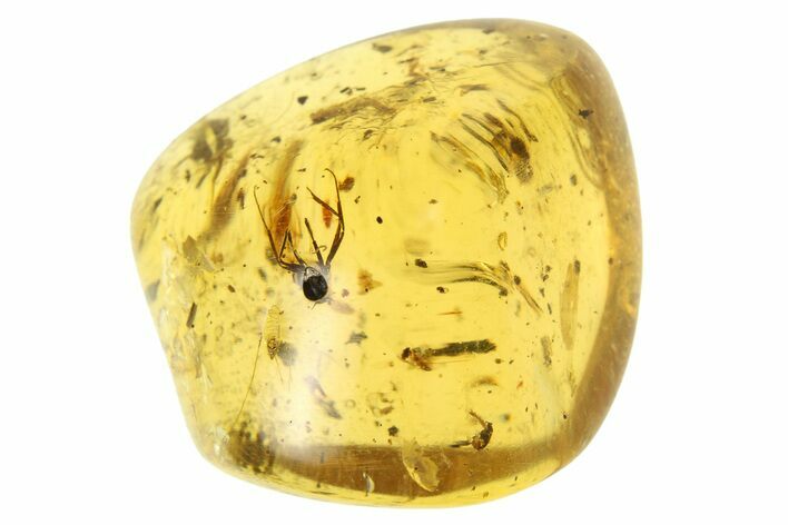 Polished Colombian Copal ( g) - Contains Millipede and Spider! #281433